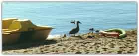 ducksbeach.JPG (8141 bytes)