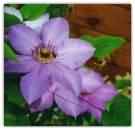 flower.JPG (4910 bytes)